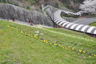 斜面に咲くスイセン