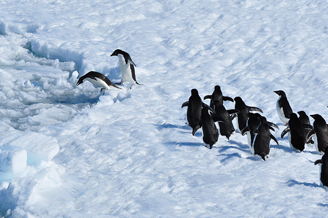 海に飛び込んでいくペンギンの群れ