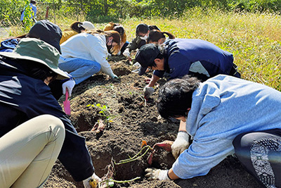 サツマイモを収穫する様子